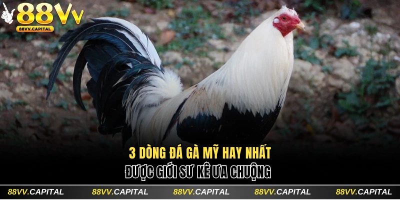 3 dòng đá gà Mỹ được yêu thích nhất