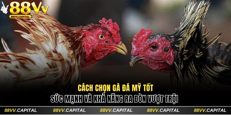 Cách chọn con chọi có sức đá vượt trội