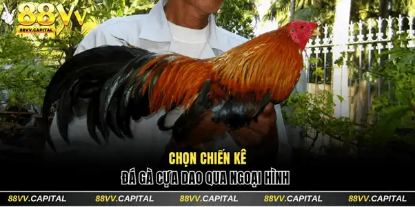 Chọn chiến kê đá gà cựa dao qua ngoại hình