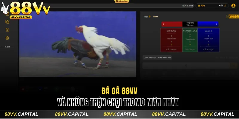 Đá gà 88VV và những trận chọi Thomo mãn nhãn