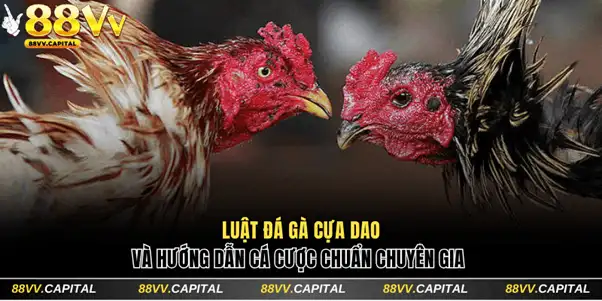 Đá gà cựa dao