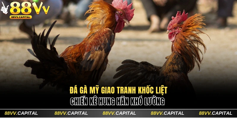 Đá gà Mỹ