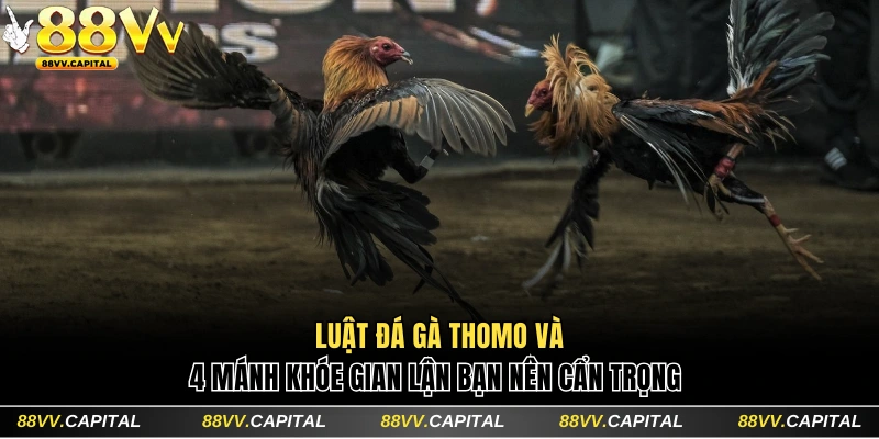 Đá gà Thomo