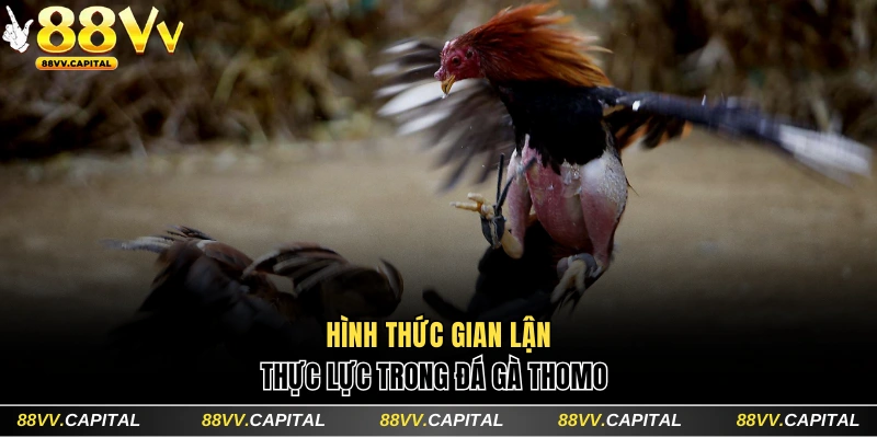 Hình thức gian lận thực lực trong đá gà Thomo