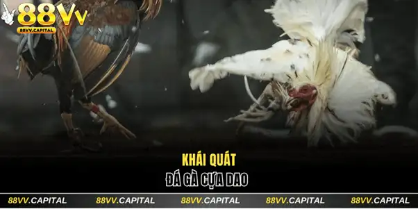 Khái quát đá gà cựa dao