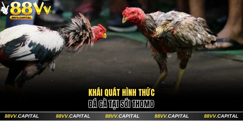 Khái quát hình thức đá gà tại sới Thomo