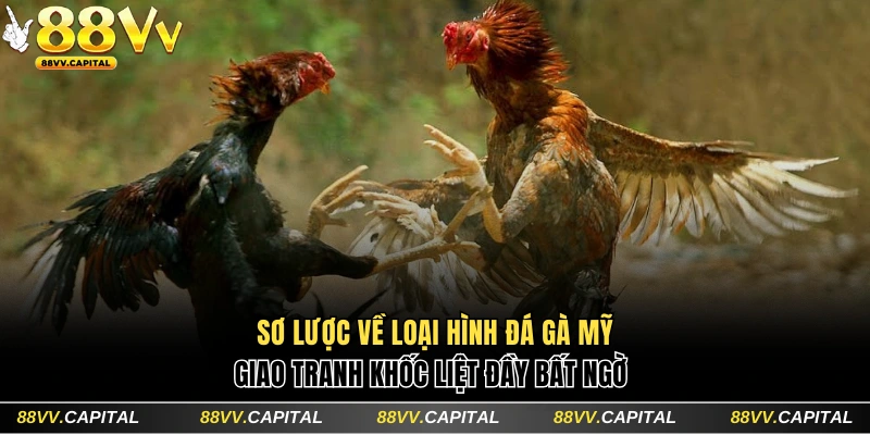 Sơ lược về loại hình chọi kê Mỹ
