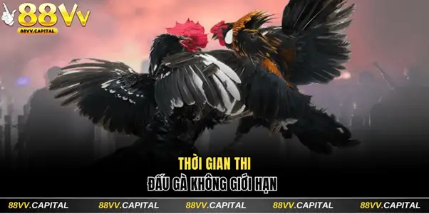 Thời gian thi đấu gà không giới hạn
