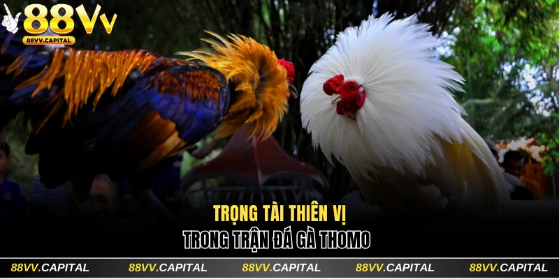 Trọng tài thiên vị trong trận đá gà Thomo